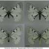 par mnemosyne imago volg
